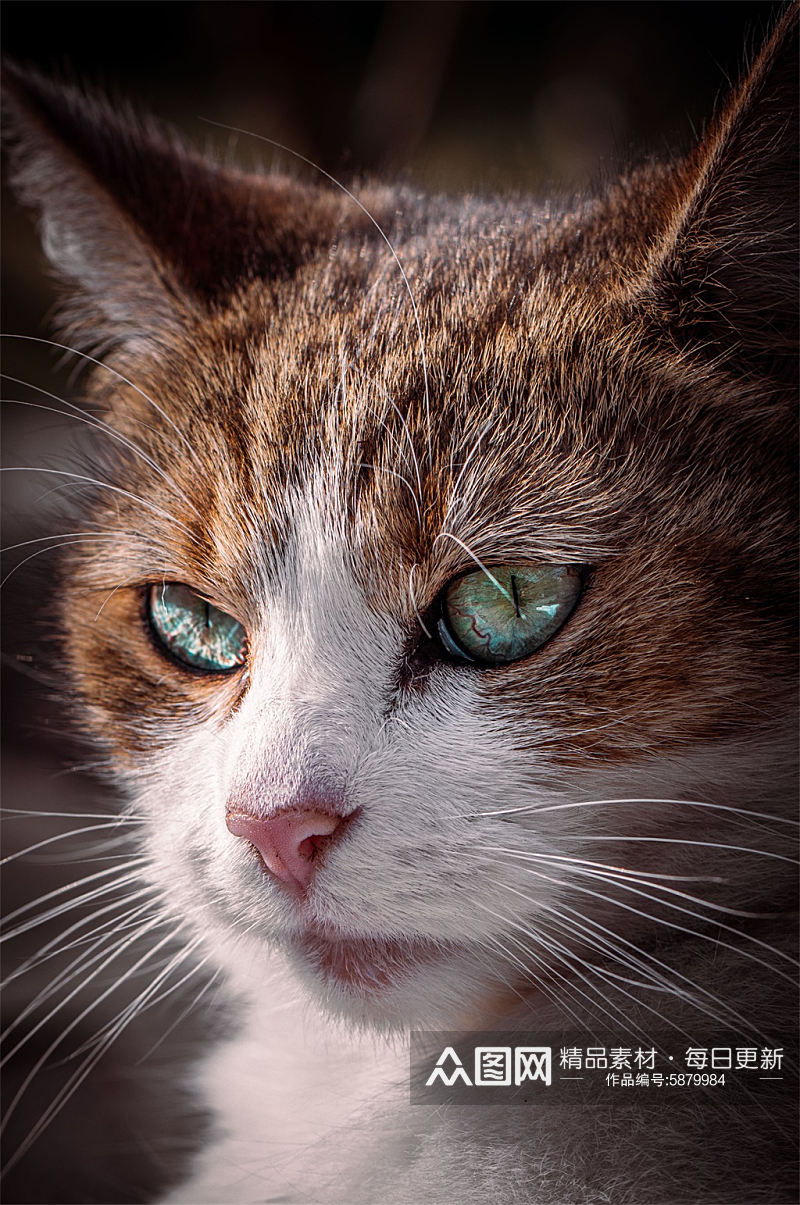高清创意动物可爱猫摄影图素材