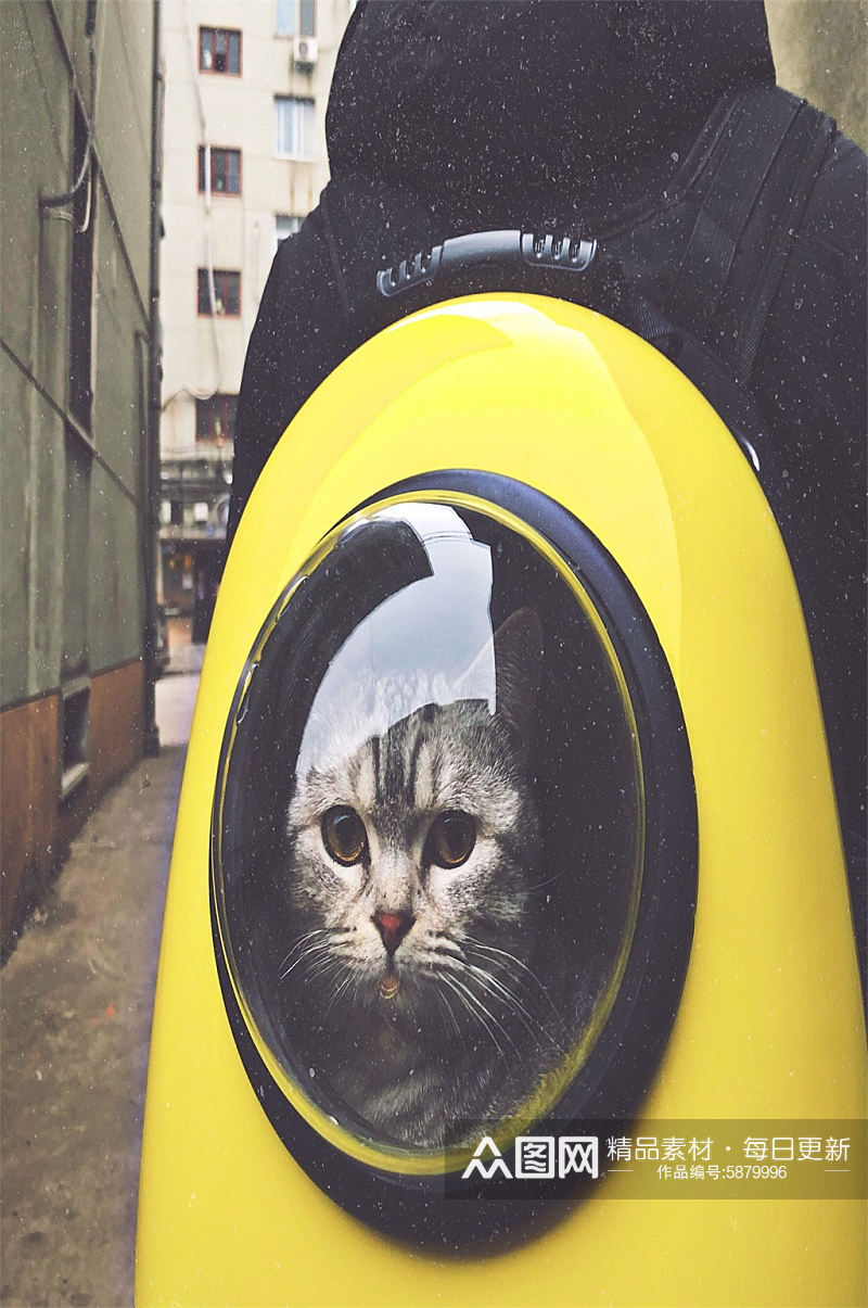 高清创意动物可爱猫摄影图素材
