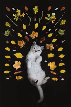 高清创意动物可爱猫摄影图