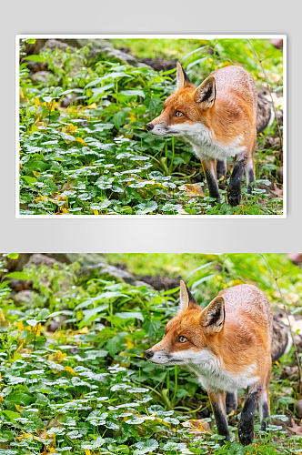 狐狸野生动物摄影图