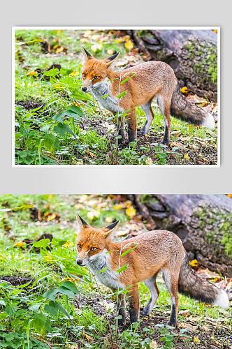狐狸野生动物摄影图