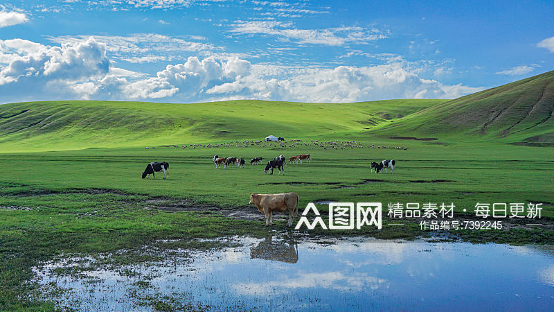 蓝天绿地牛动物摄影图片素材