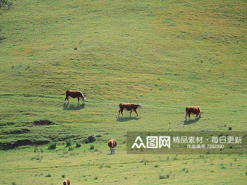 清新风蓝天绿地牛动物摄影素材