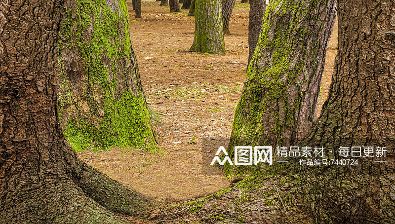 原始森林风景摄影图素材