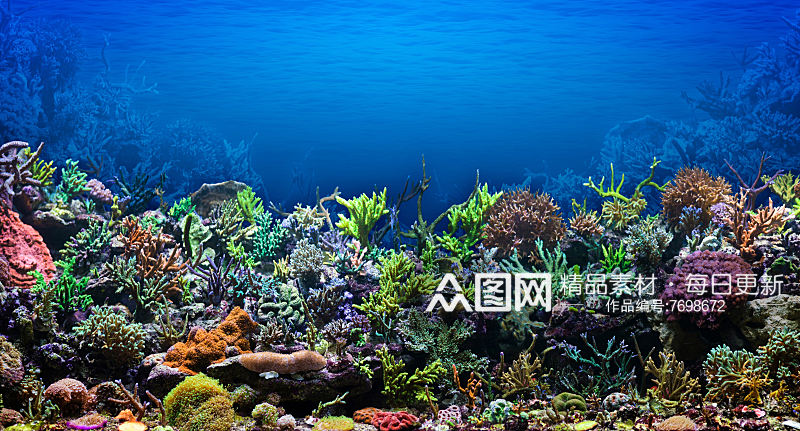 美丽海底世界鱼群摄影图片素材