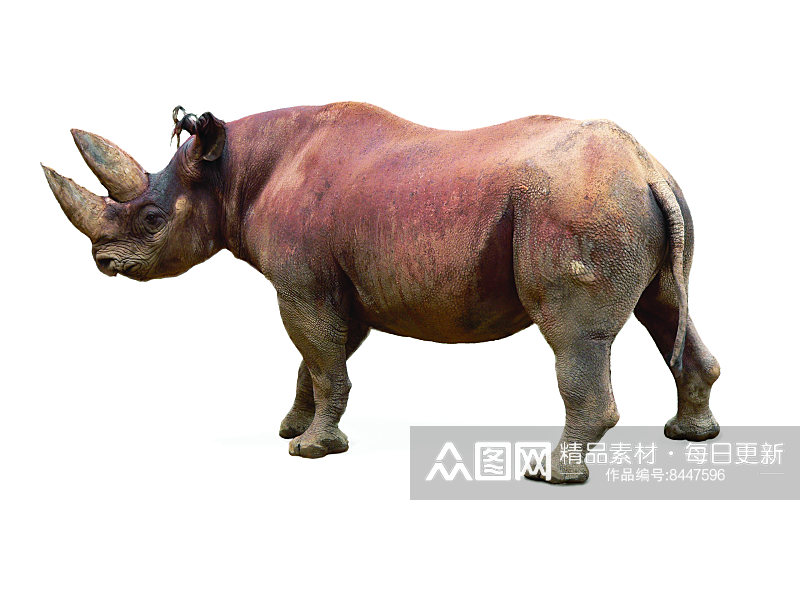 可爱动物犀牛摄影图素材