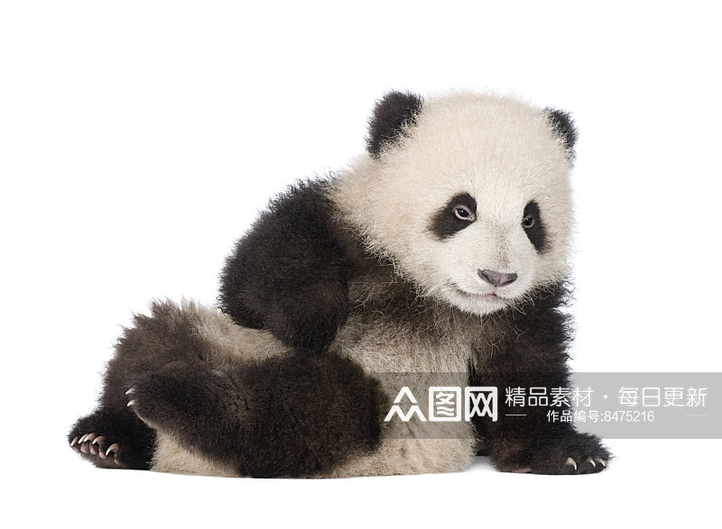 可爱大熊猫动物摄影图素材