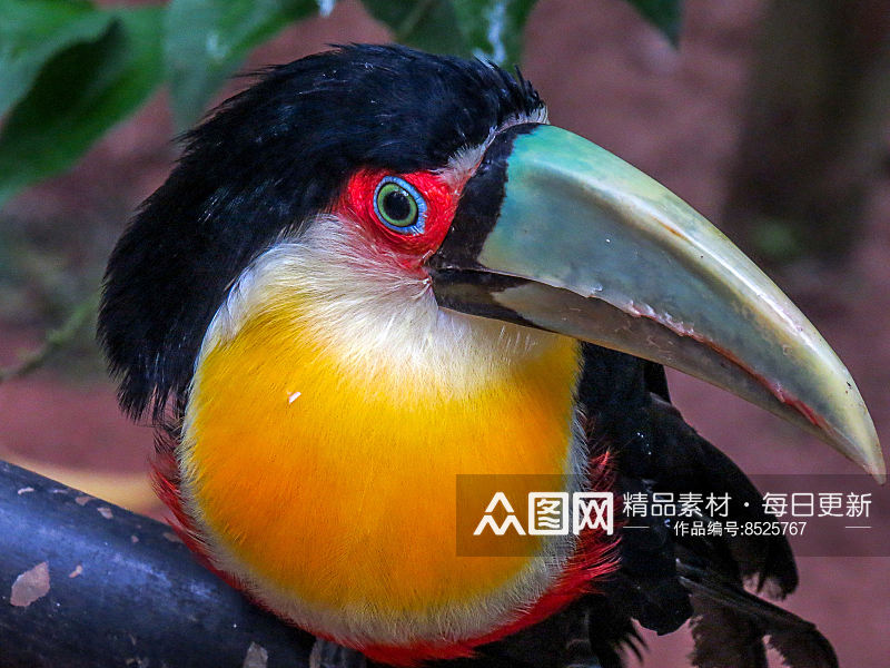 巨嘴鸟动物摄影图片素材