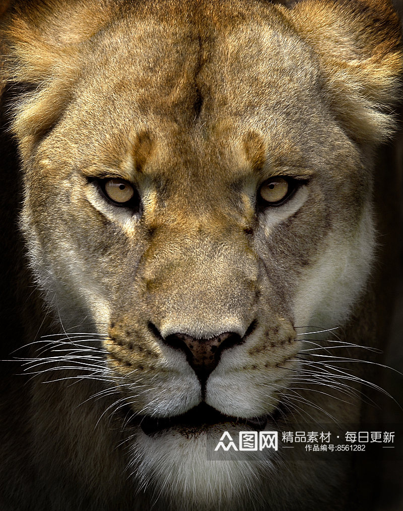 狮子可爱动物摄影图素材