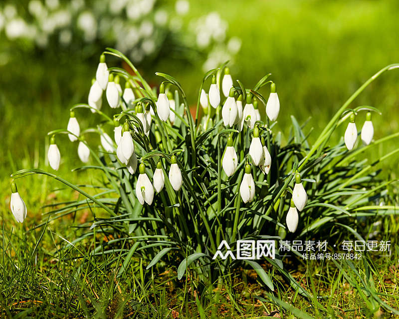 美丽雪花莲花卉摄影图片素材