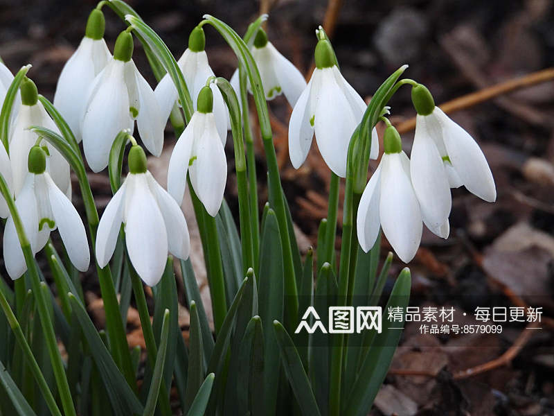 美丽雪花莲花卉摄影图片素材