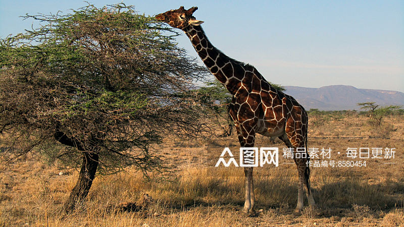 长颈鹿可爱动物摄影图素材