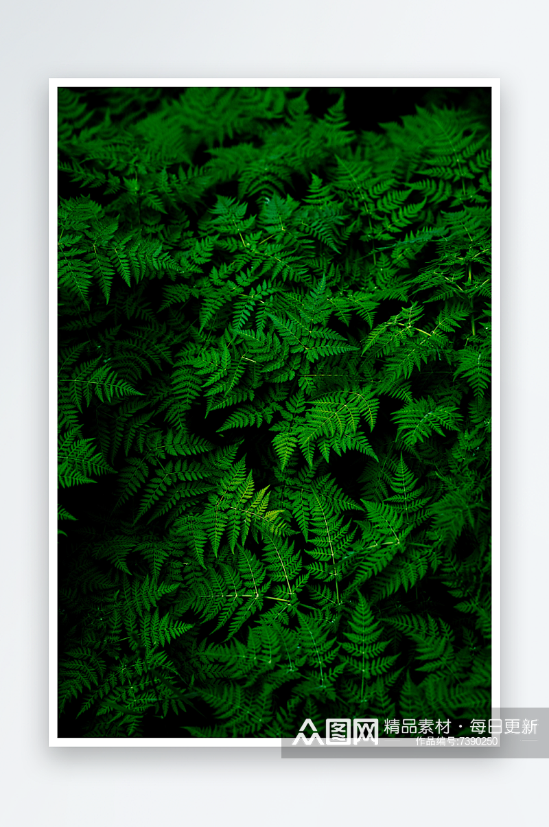 美丽绿色蕨类植物摄影图片素材