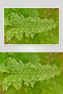 美丽绿色蕨类植物摄影图片