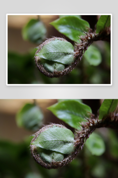 美丽绿色蕨类植物摄影图片