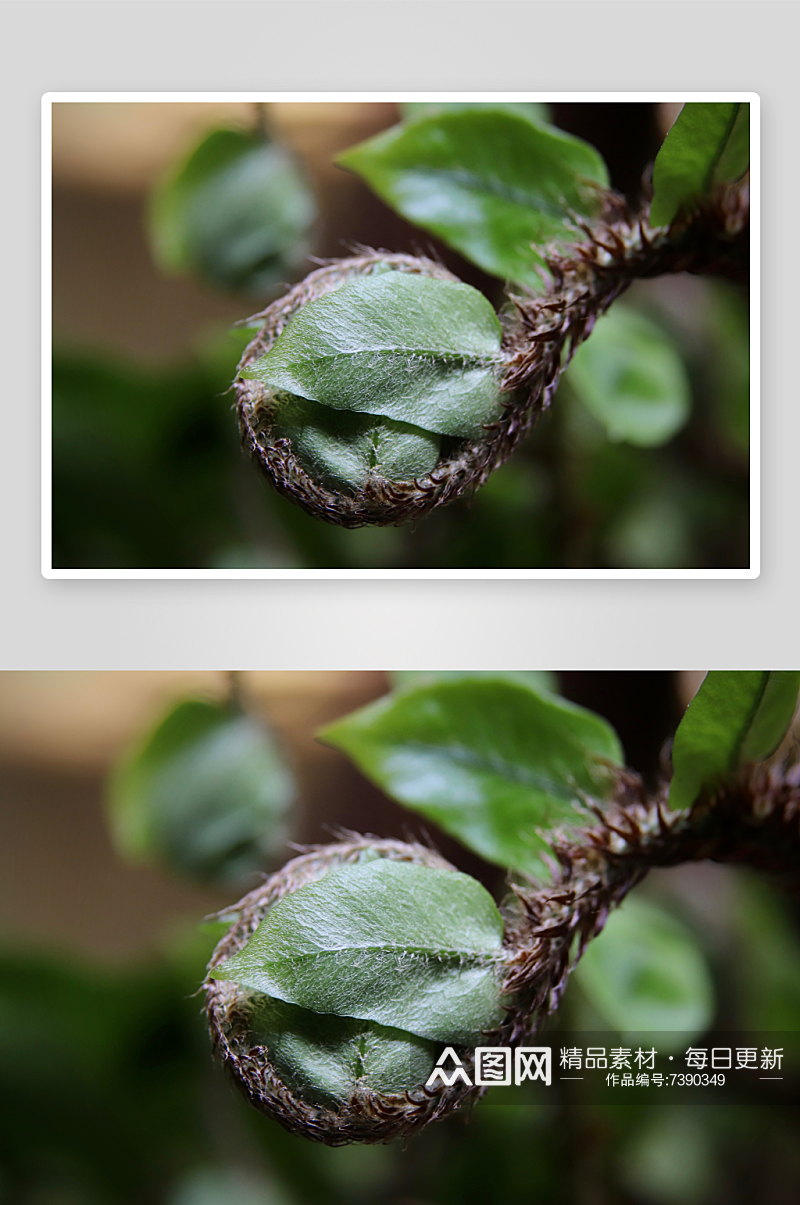 美丽绿色蕨类植物摄影图片素材