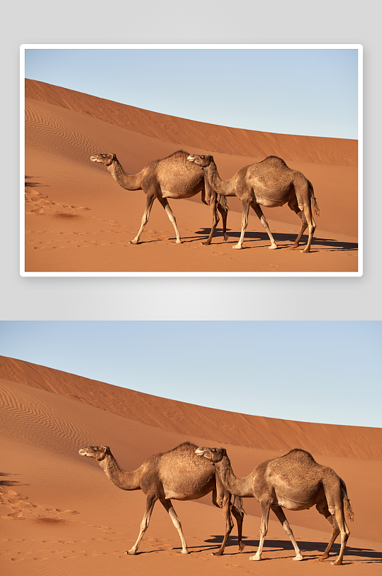 大气沙漠骆驼摄影图