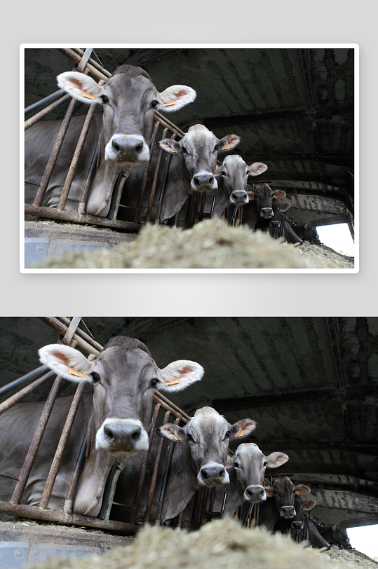 各种牛动物摄影图片