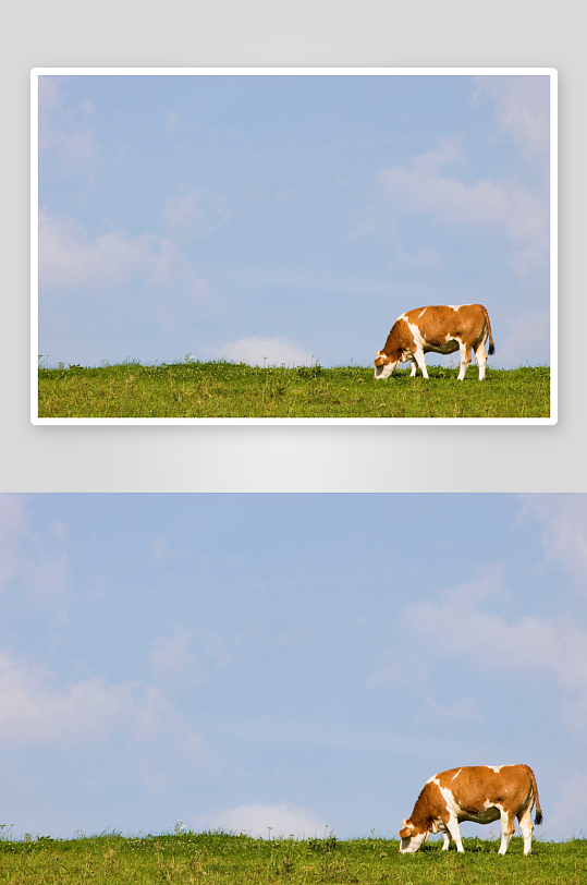 各种牛动物摄影图片