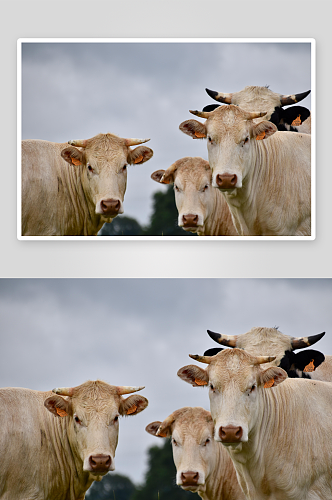 蓝天绿地牛动物摄影图片