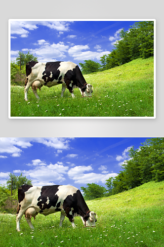 清新蓝天绿地牛动物摄影