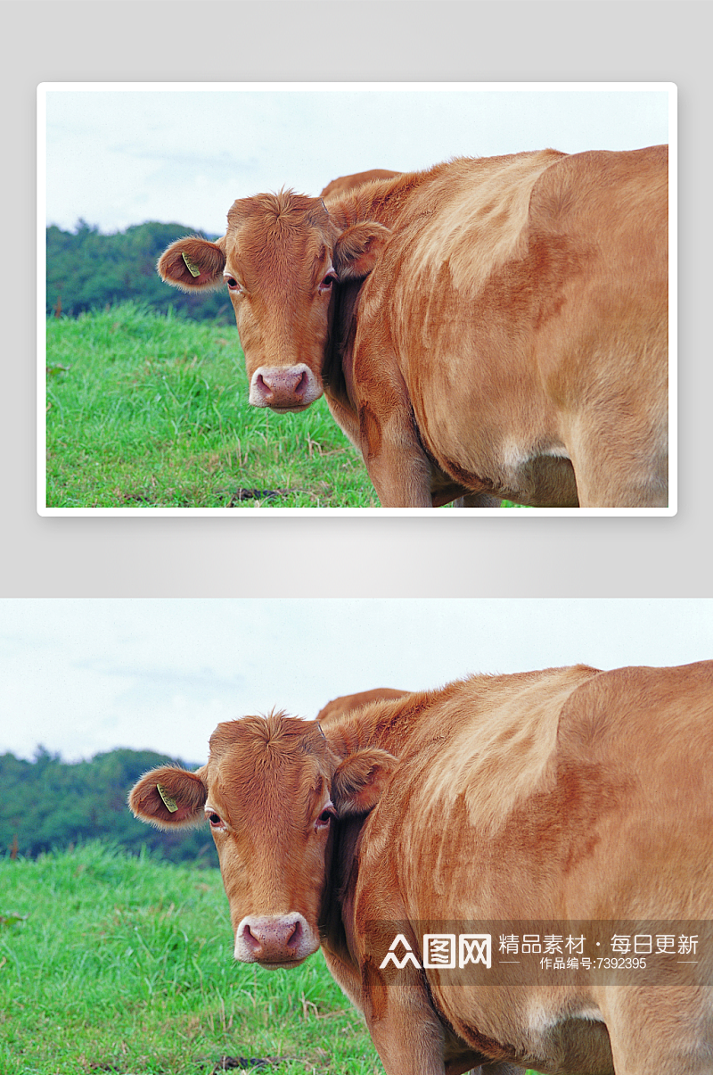 清新风蓝天绿地牛动物摄影素材