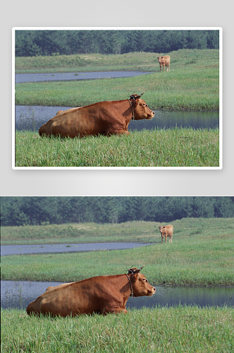 清新风蓝天绿地牛动物摄影
