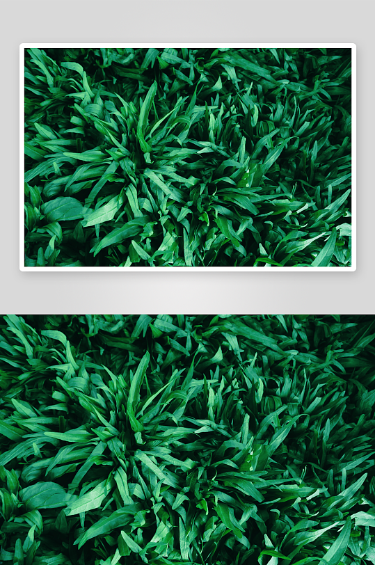 绿色植物树叶摄影图片