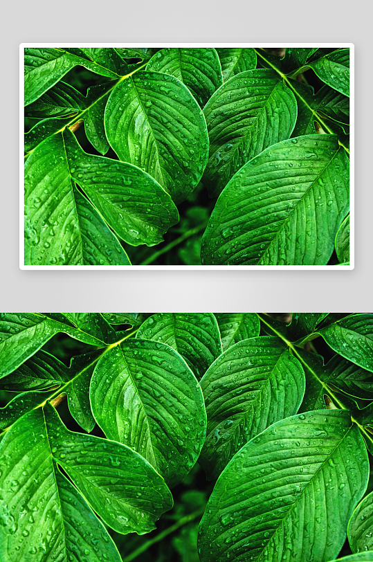 绿色植物树叶摄影图片