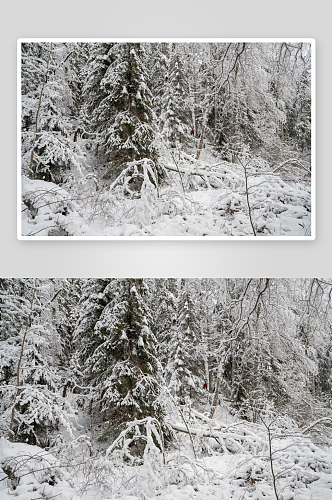 冬季森林风景摄影图