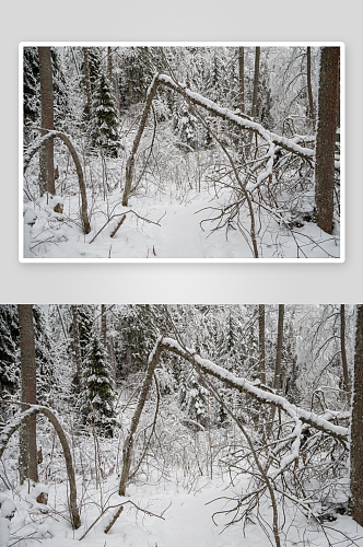 冬季森林风景摄影图