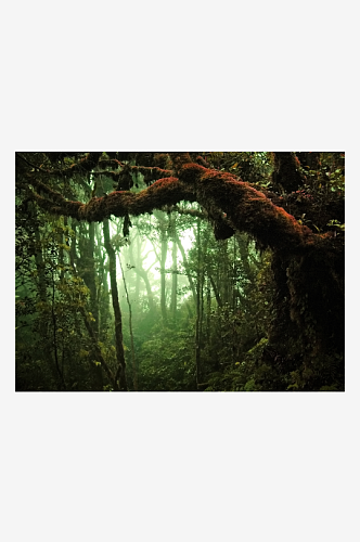 美丽绿色树林风景摄影图