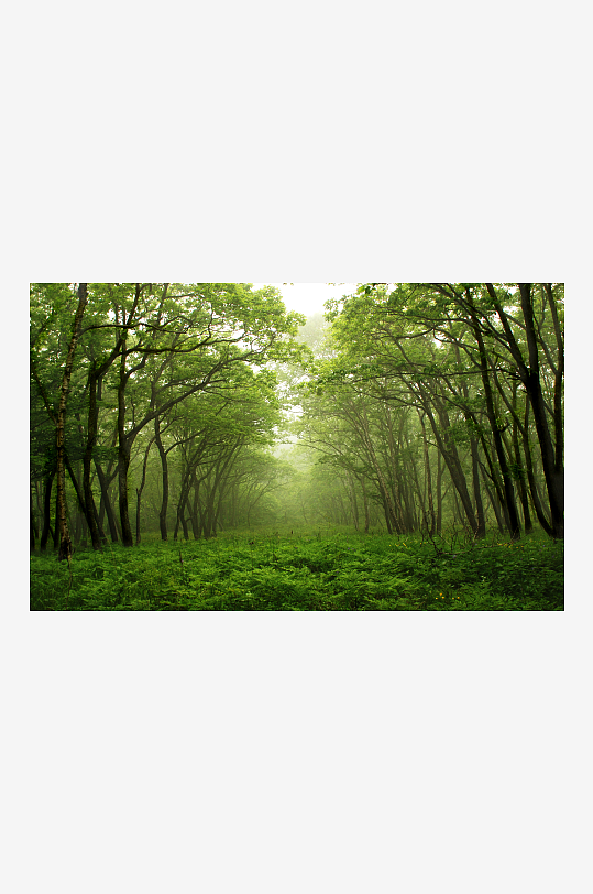 美丽绿色树林风景摄影图
