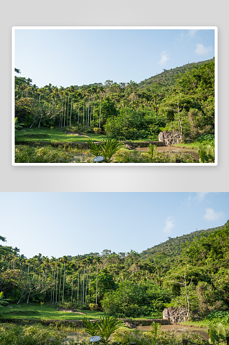 绿色原始森林风景摄影图