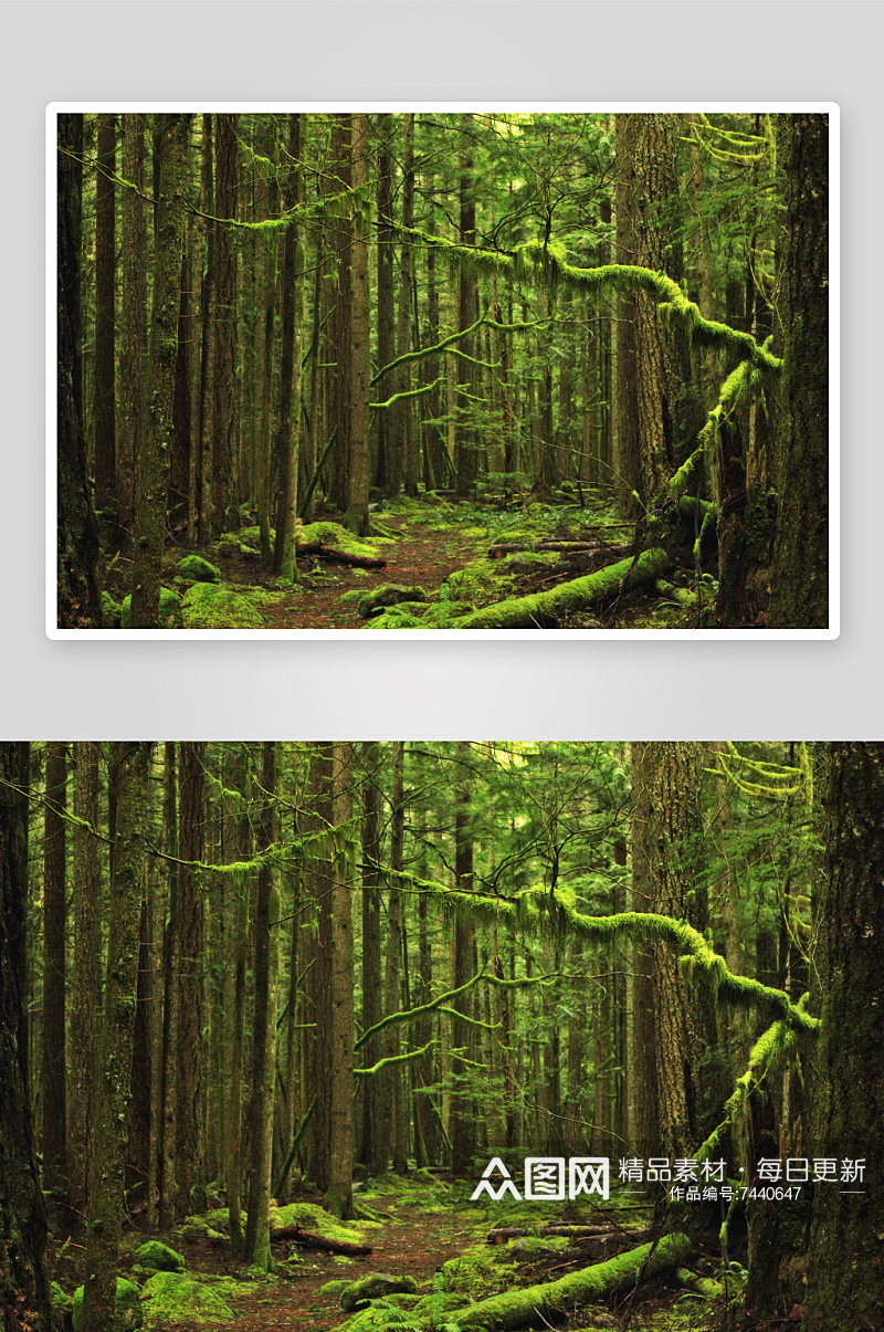 绿色原始森林风景摄影图素材