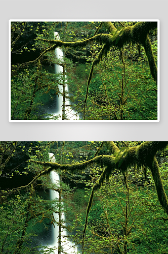 原始森林风景摄影图