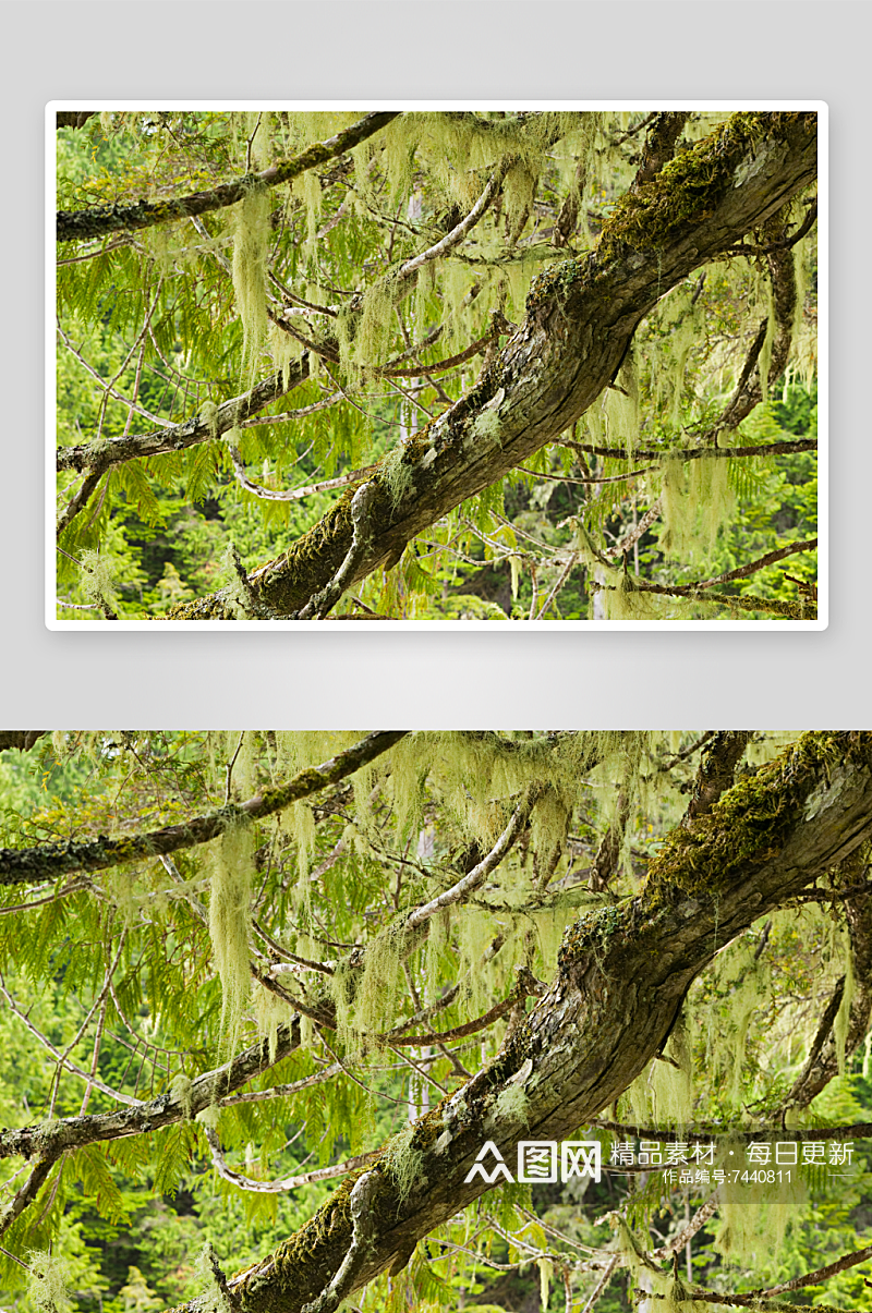 原始森林风景摄影图素材