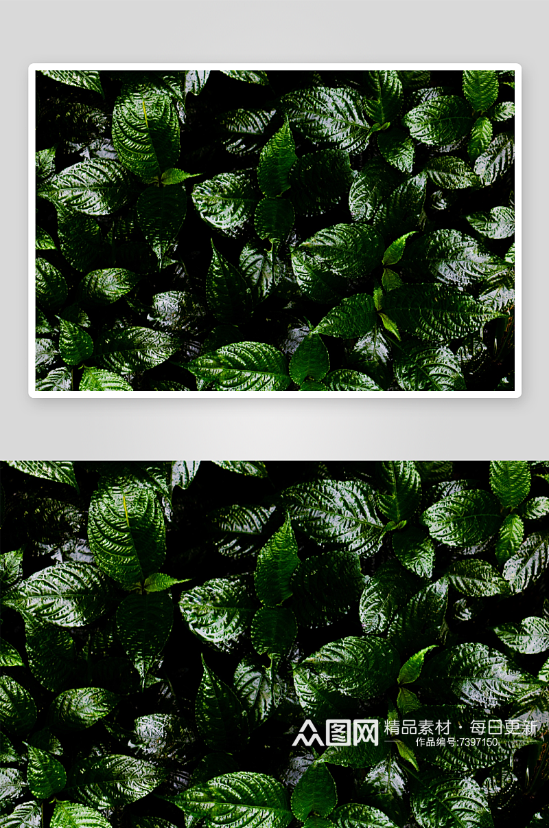 美丽清香树叶植物摄影图片素材