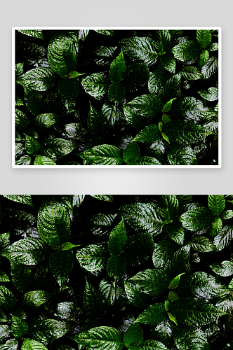 美丽清香树叶植物摄影图片