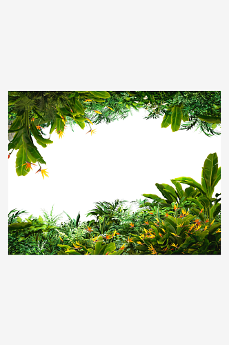 美丽清香树叶植物摄影图