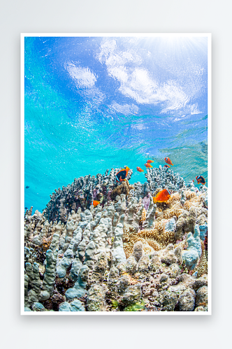 美丽海底世界鱼群摄影图