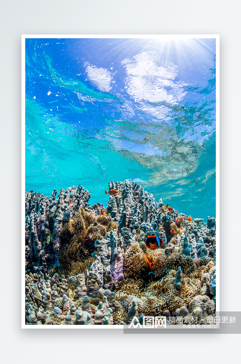 美丽海底世界鱼群摄影图素材