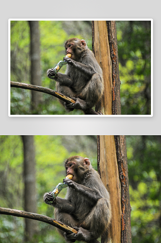 可爱猴子动物摄影图