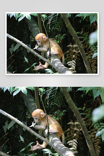 可爱猴子动物摄影图