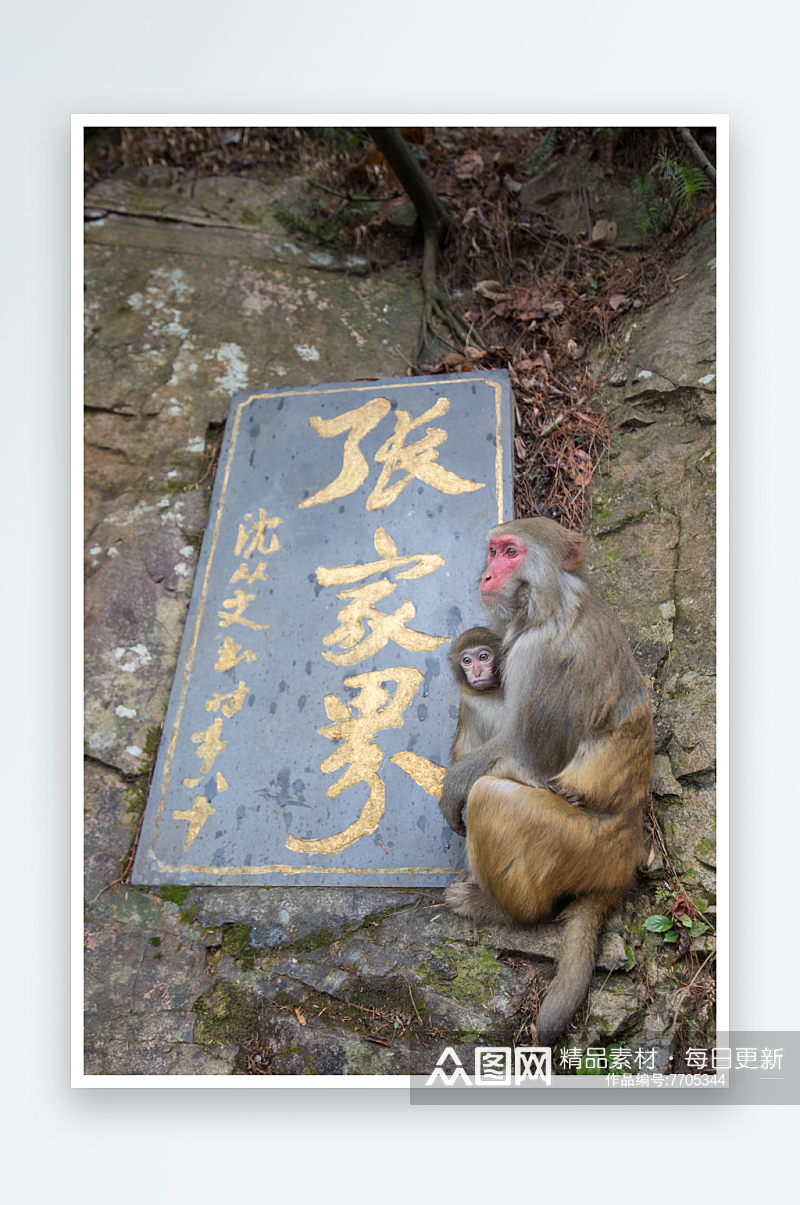 可爱猴子动物摄影图素材
