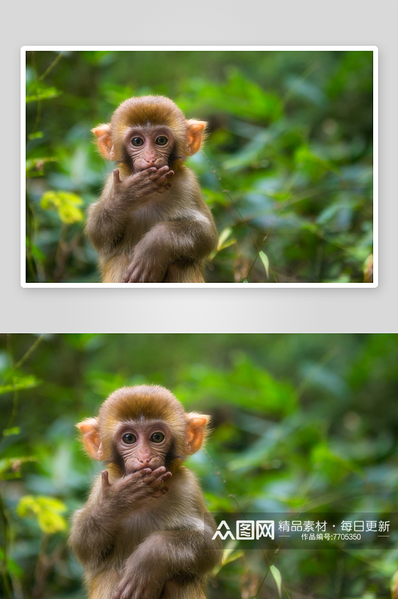可爱猴子动物摄影图素材