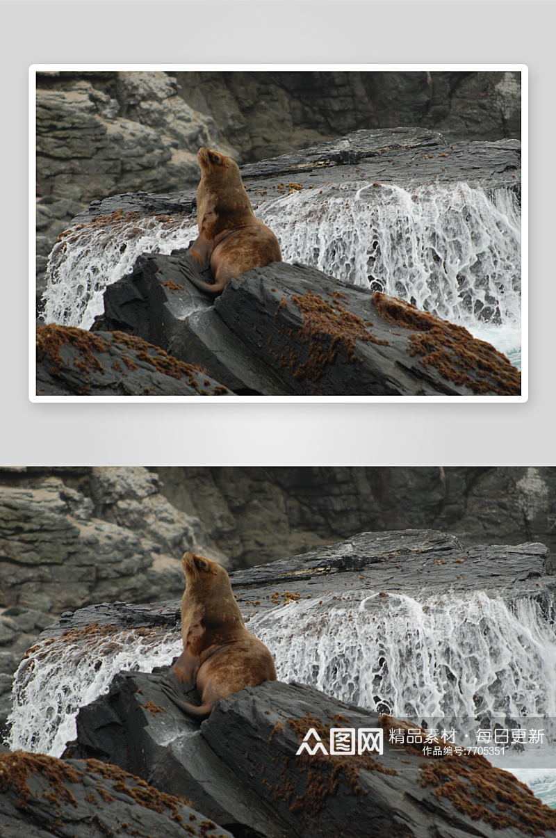 可爱海豹动物摄影图素材