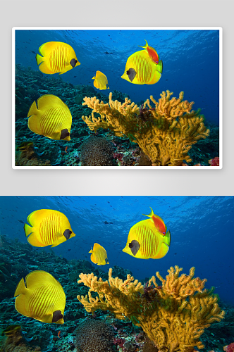 海底世界鱼群摄影图片