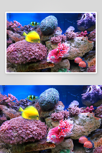 美丽海底世界鱼群摄影图片