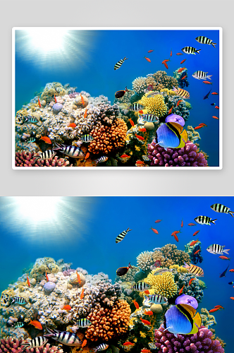 美丽海底世界鱼群摄影图片